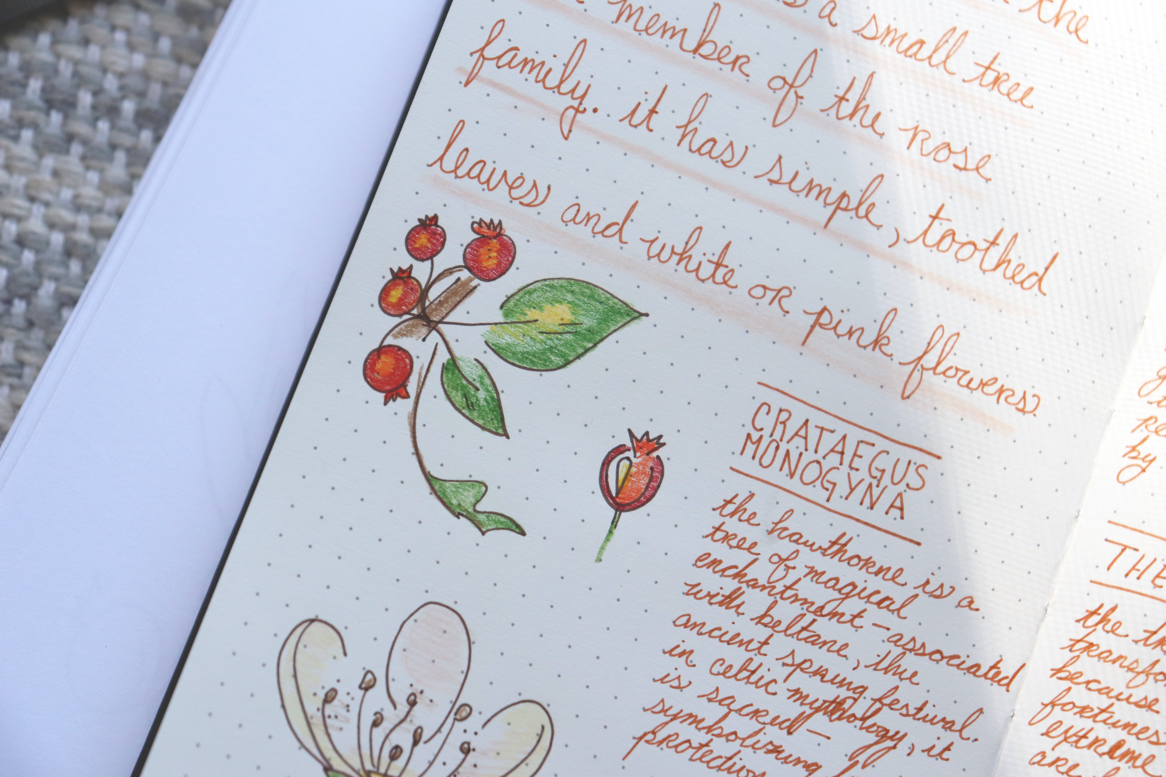 Hawthorn flower bullet journal