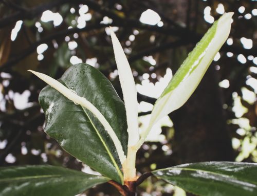 Autumn Color Ideas from a Lynchburg Graphic Designer